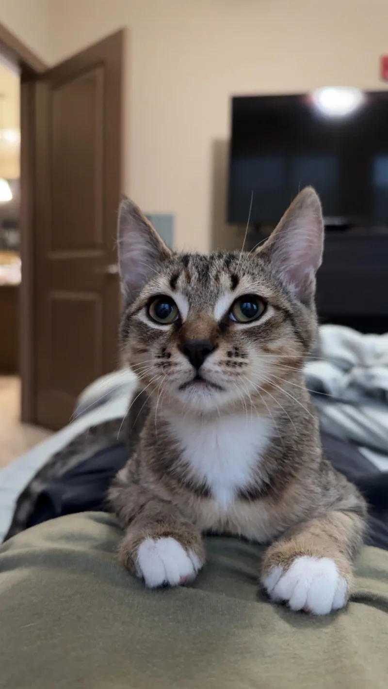 A baby medium-sized male Tabby (Brown / Chocolate) Domestic Short Hair cat named Roger for adoption in Cincinnati, OH
