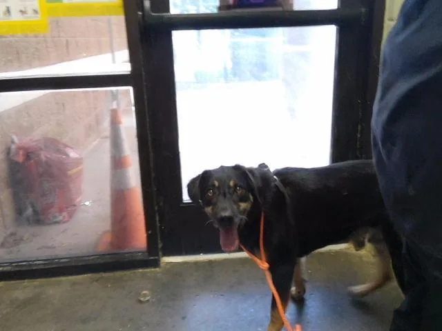 An adult large-sized male Black and Tan Coonhound dog named Jasper for adoption in Tulsa, OK