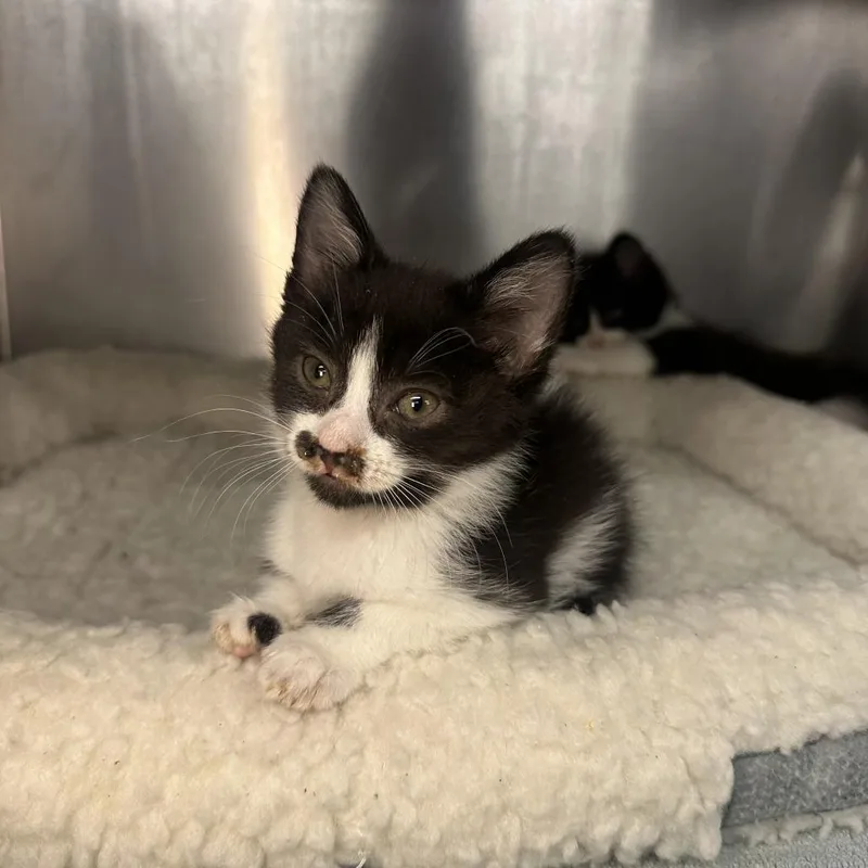 A baby small-sized female Black Domestic Short Hair cat named Cleo for adoption in Los Angeles, CA
