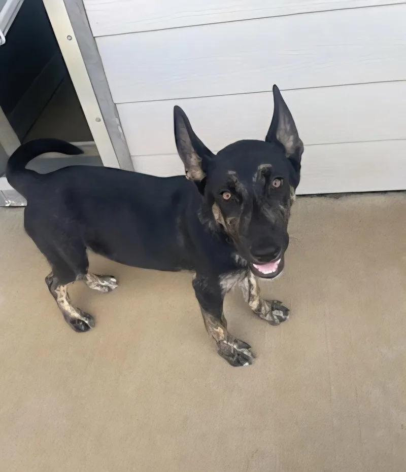A baby large-sized male German Shepherd Dog dog named Zorro for adoption in Gun Barrel City, TX