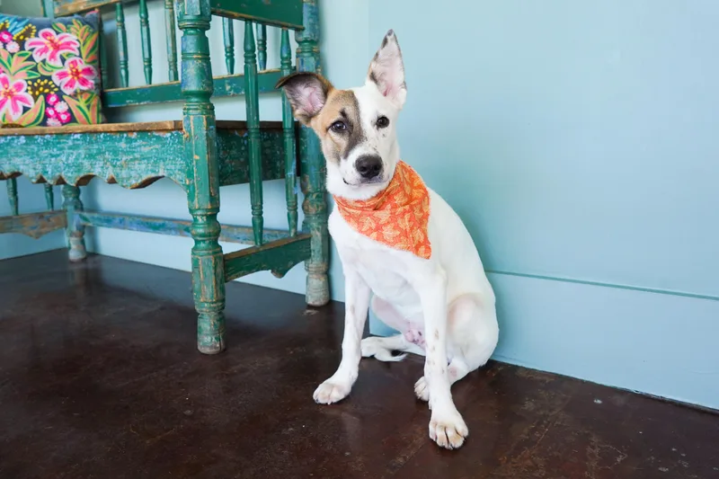 A baby medium-sized male White / Cream Border Collie dog named Split for adoption in San Antonio, TX