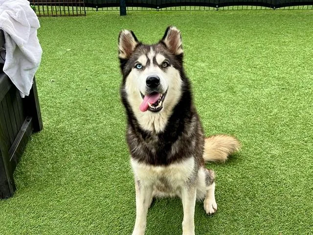A young large-sized female Siberian Husky dog named Cleo for adoption in Tustin, CA