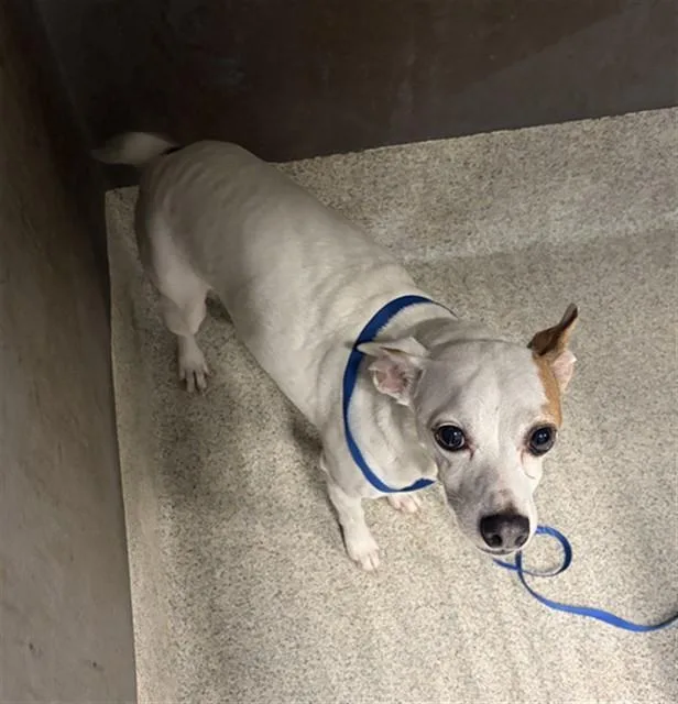 An adult small-sized male Parson Russell Terrier dog named Bruno for adoption in Tallahassee, FL
