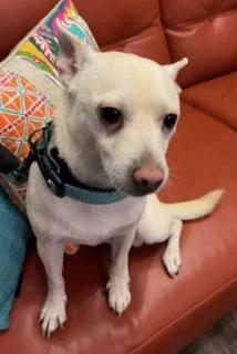 An adult small-sized male Chihuahua dog named Charles for adoption in Longwood, FL
