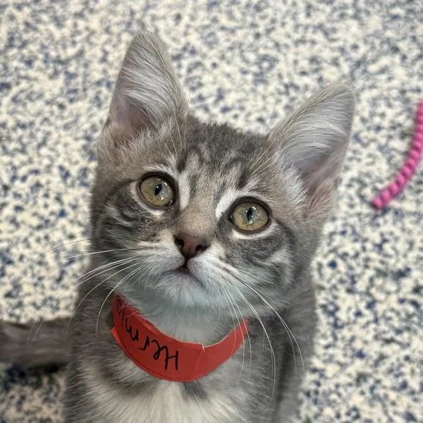 A baby small-sized female Domestic Short Hair cat named Hermione for adoption in Golden, CO