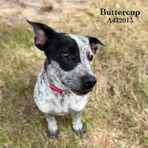 A young medium-sized female Australian Cattle Dog / Blue Heeler dog named Buttercup for adoption in Conroe, TX