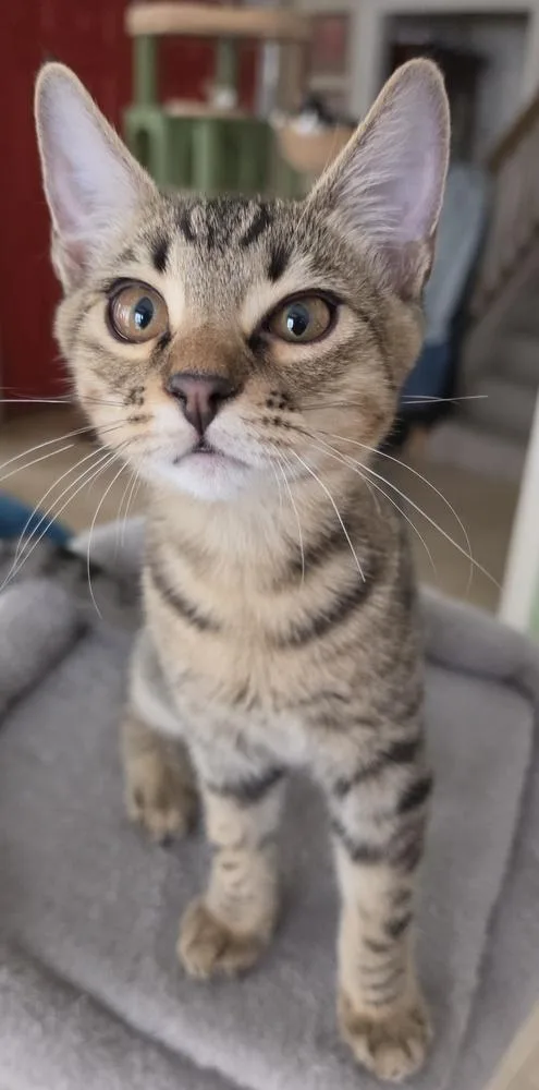 A baby small-sized male Domestic Short Hair cat named Scruffy for adoption in Dallas, TX