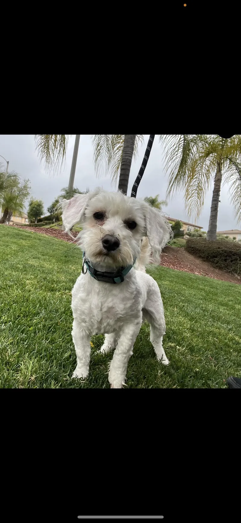 Charlie  The Spunky thumbnail 2