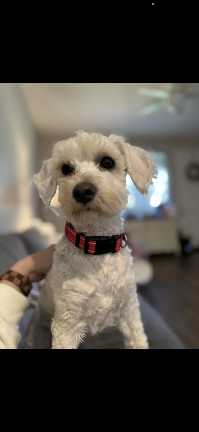 Charlie  The Spunky thumbnail 3