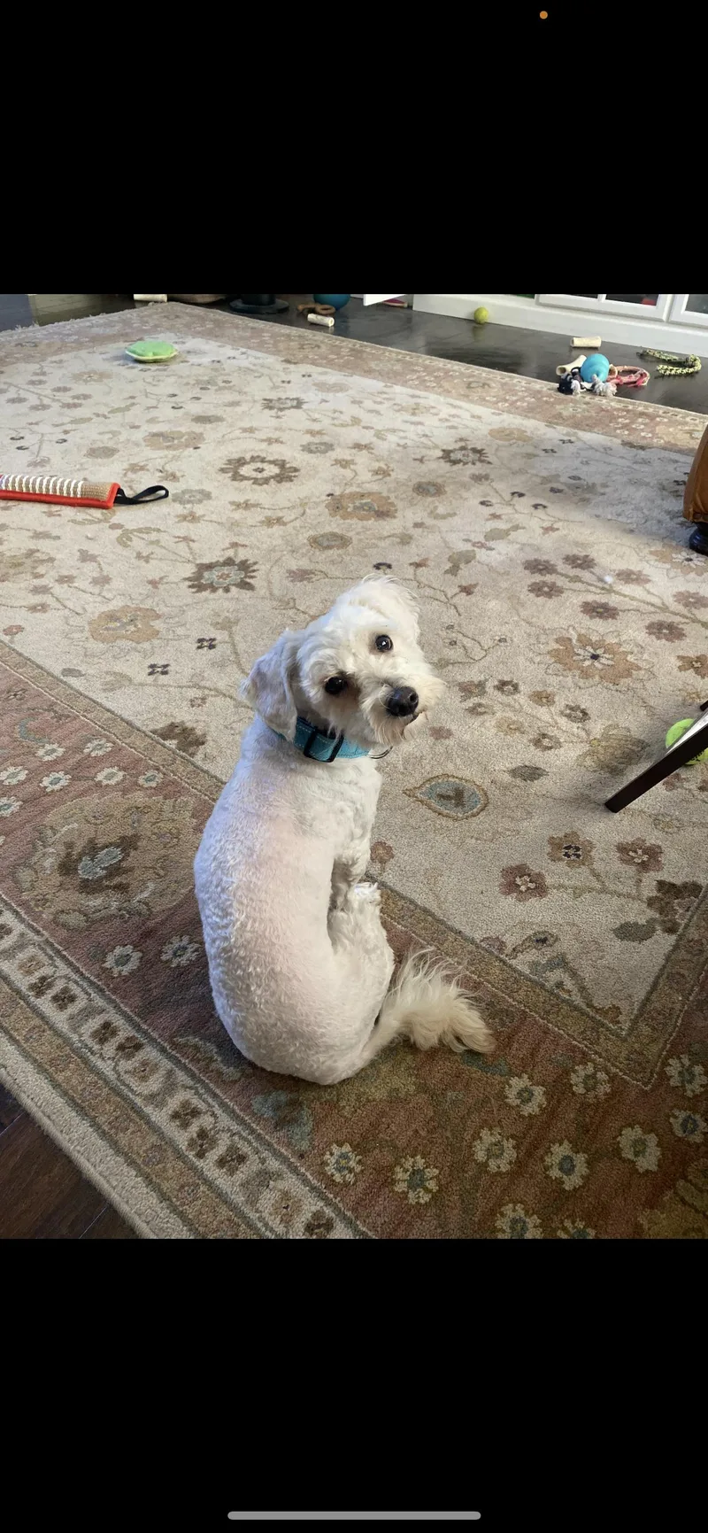 Charlie  The Spunky thumbnail 4