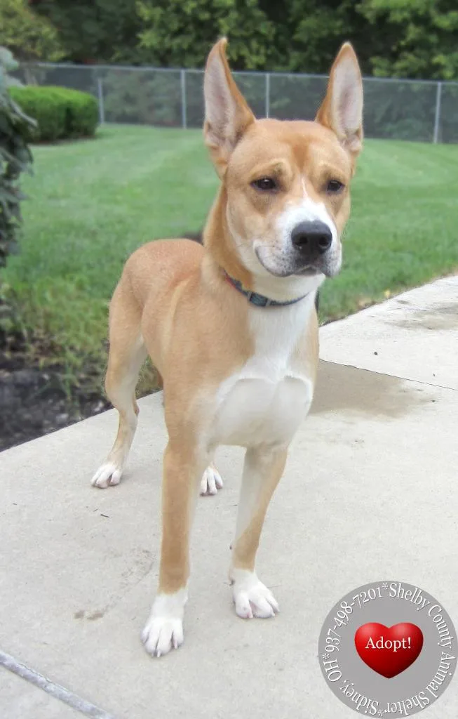 A young medium-sized male Carolina Dog dog named Forest Yrly for adoption in Sidney, OH