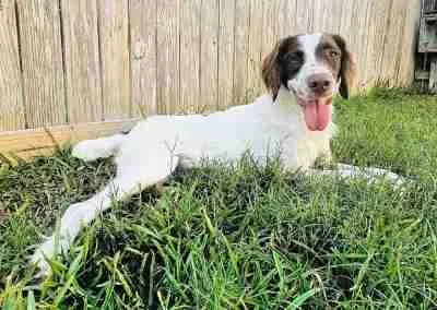 A young medium-sized male Brittany Spaniel dog named Finn for adoption in Fort Worth, TX