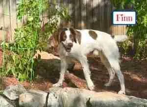 Finn thumbnail 3