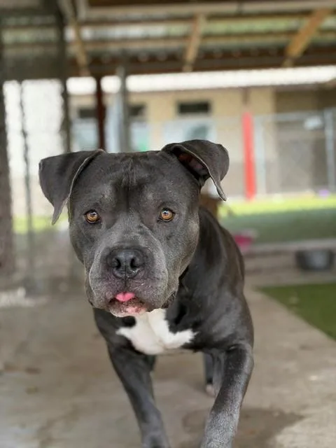 Duke