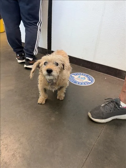 A senior small-sized male Maltese dog named Layka for adoption in Chatsworth, CA