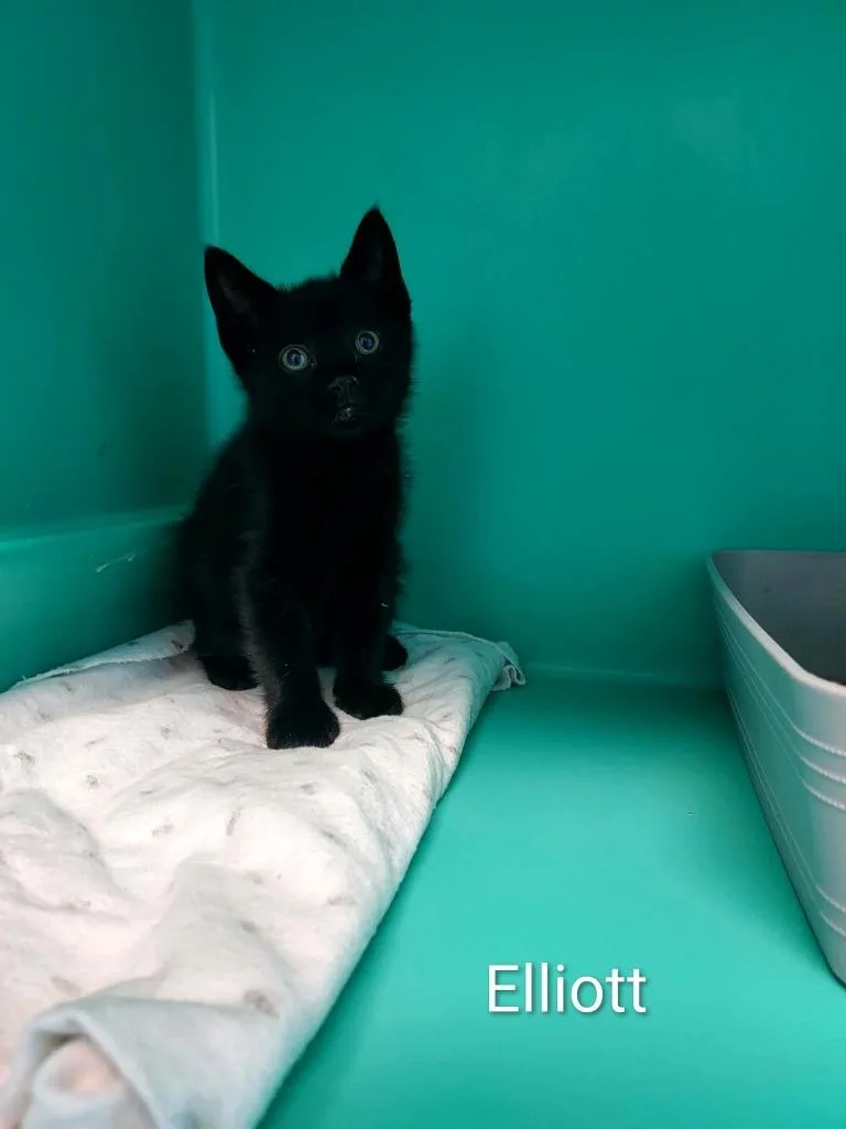 Elliot