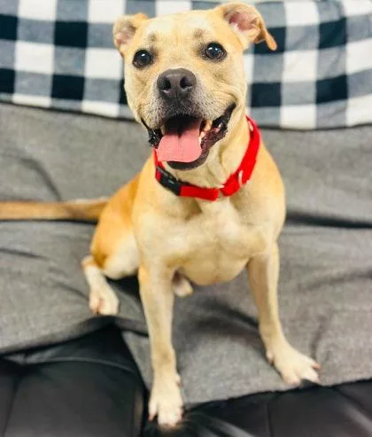An adult medium-sized male Mixed Breed dog named Say Why for adoption in West Chester, PA