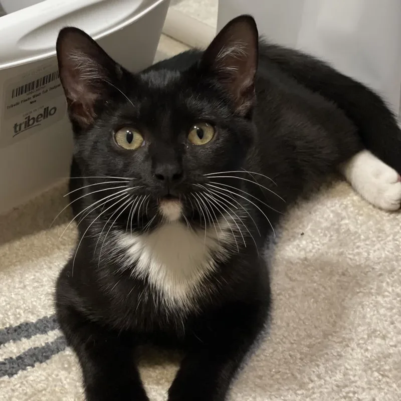 Rosemary thumbnail 2