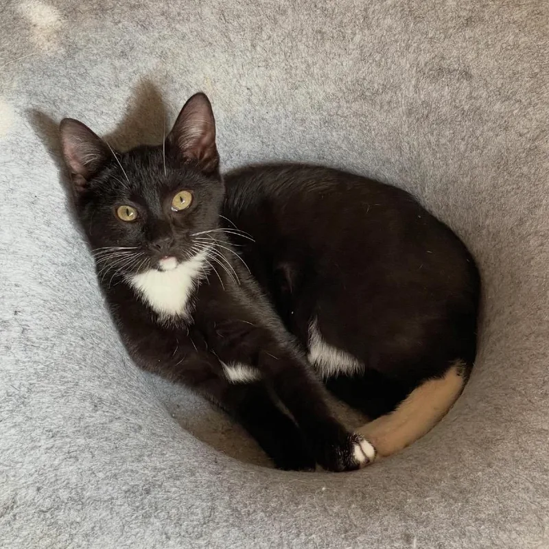 Rosemary thumbnail 3