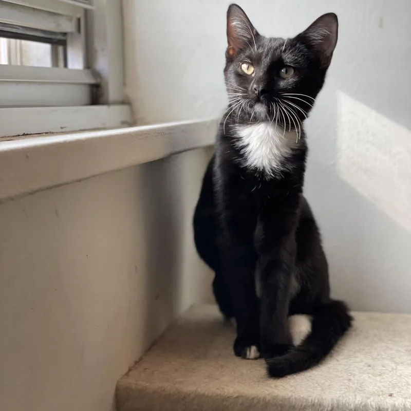 Rosemary thumbnail 4