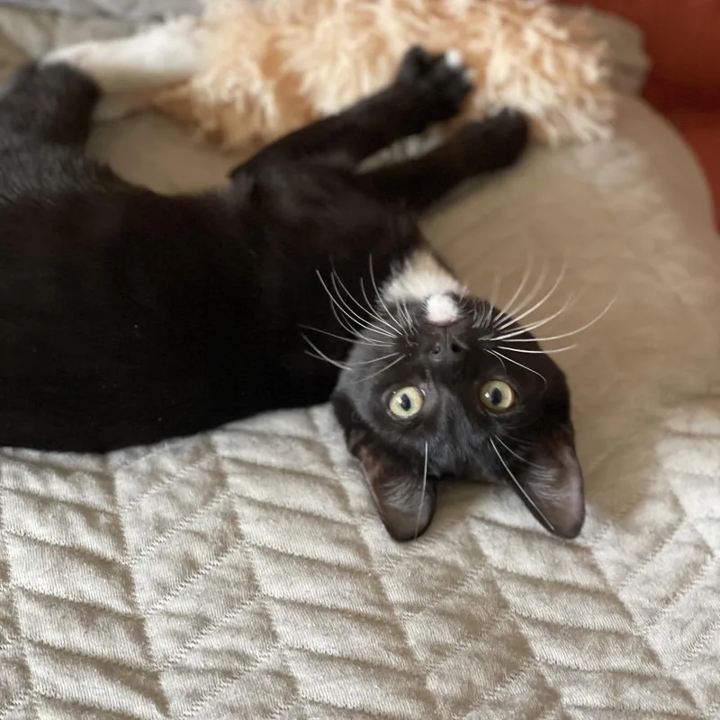 Rosemary thumbnail 5