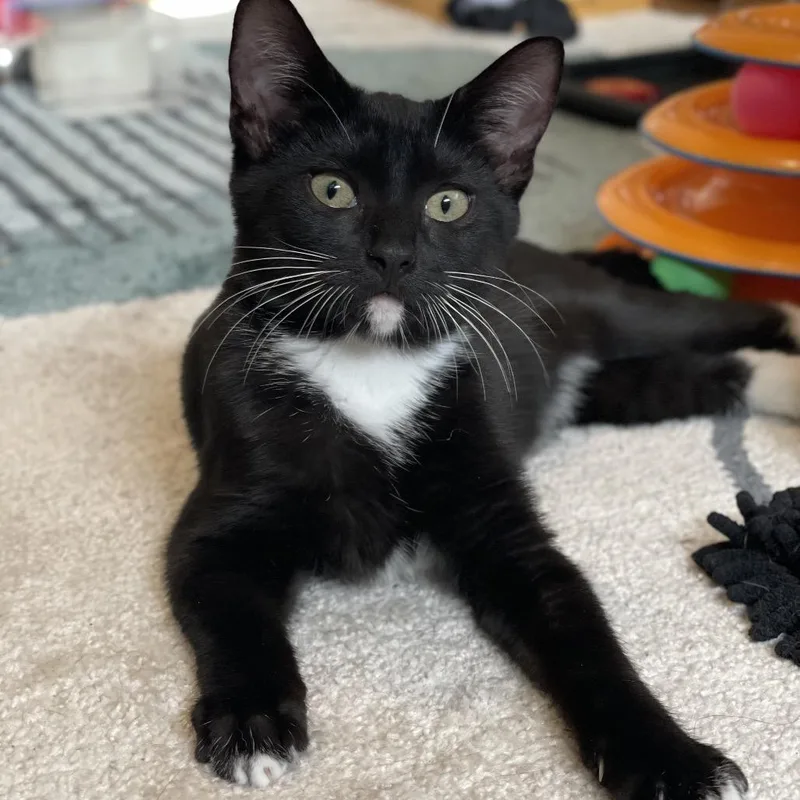 Rosemary thumbnail 6