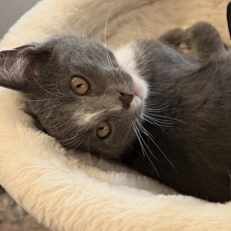 A baby medium-sized male Gray / Blue / Silver Domestic Short Hair cat named Buckbeak for adoption in Springfield, OR