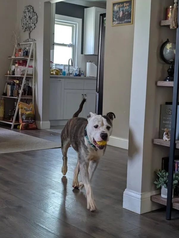 An adult large-sized male Gray / Blue / Silver Mixed Breed dog named Goldfish for adoption in Cincinnati, OH