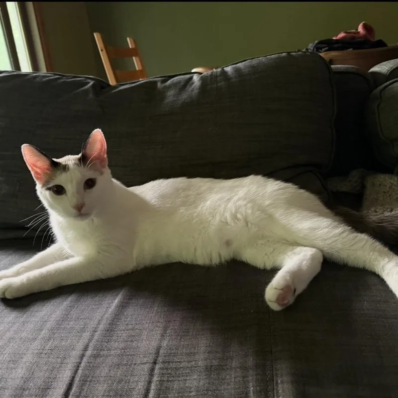 An adult large-sized male White Domestic Short Hair cat named Archie C for adoption in Princeton, MN