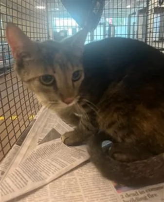 A young small-sized female Domestic Short Hair cat named A for adoption in Van Nuys, CA