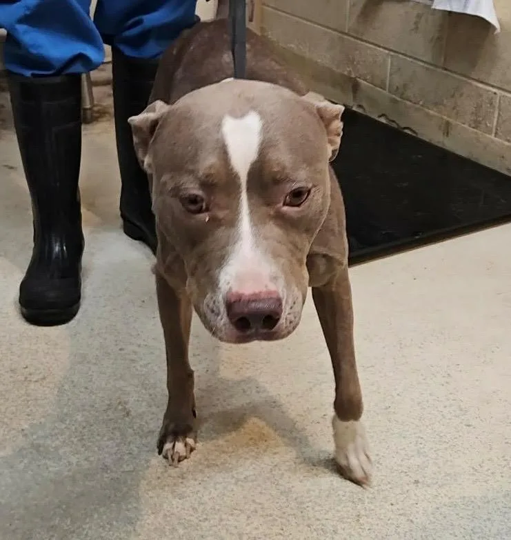 An adult medium-sized female Mixed Breed dog named Piper for adoption in Albany, GA