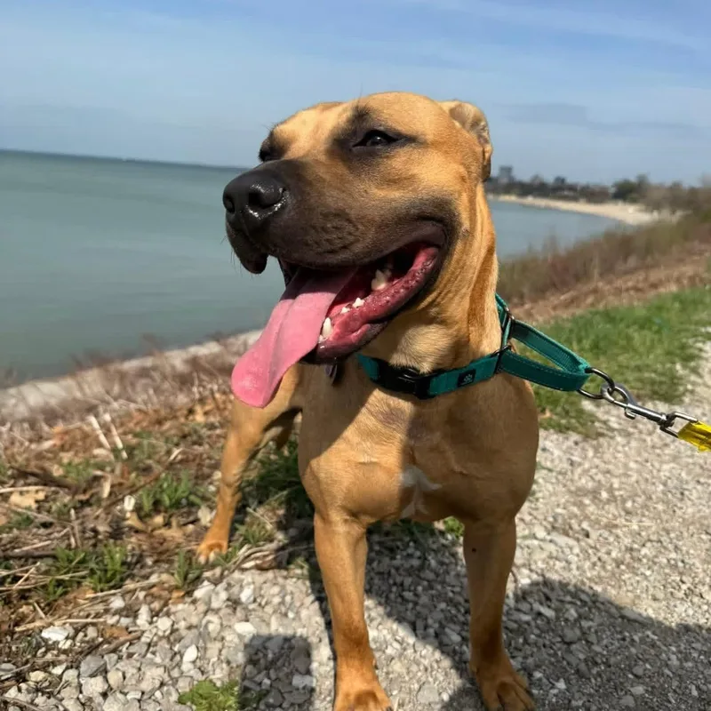 A young medium-sized male Yellow / Tan / Blond / Fawn German Shepherd Dog dog named Scooter for adoption in Grafton, OH