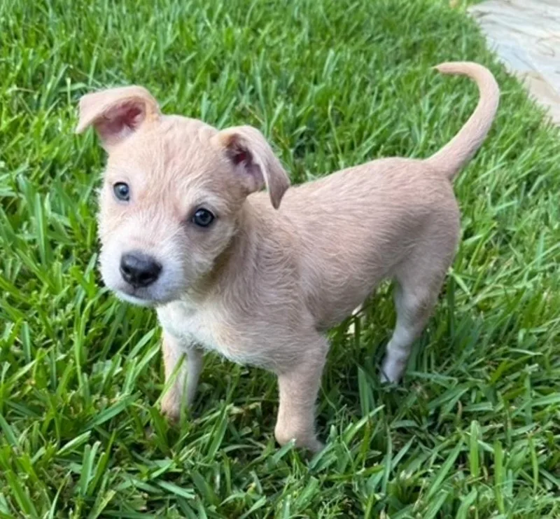 Sadie