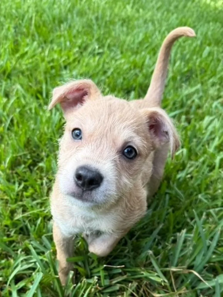 Sadie thumbnail 2