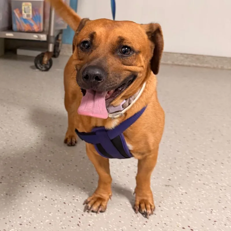 An adult medium-sized female Yellow / Tan / Blond / Fawn Mixed Breed dog named Brownie for adoption in Indianapolis, IN