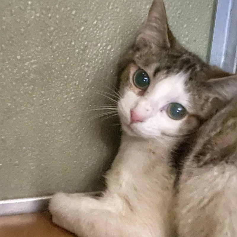 A young medium-sized female Brown / Chocolate Domestic Short Hair cat named Astrea for adoption in Deerfield, IL