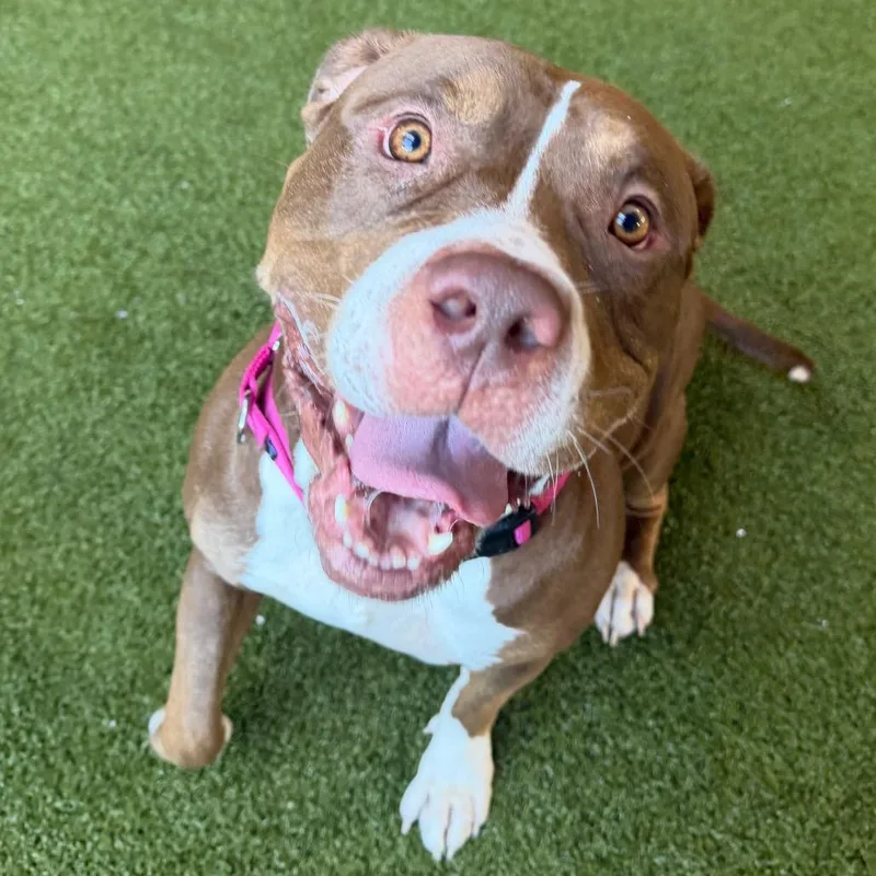 An adult extra large-sized female Brown / Chocolate American Bulldog dog named Lil Bertha for adoption in West Palm Beach, FL