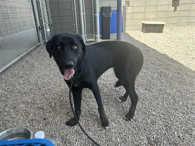 A young medium-sized female Labrador Retriever dog named Kelpi for adoption in Mesa, AZ