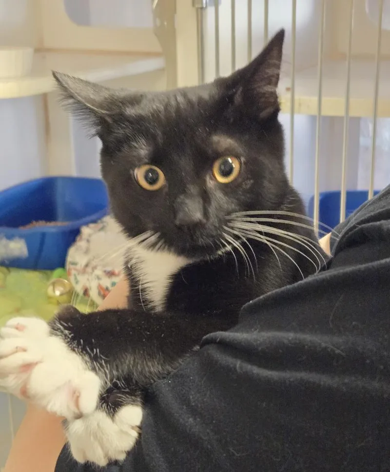 A baby medium-sized male Domestic Short Hair cat named Ringo Star for adoption in Windsor, CT