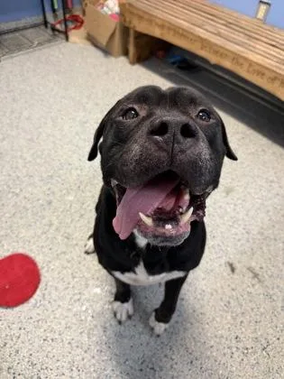 An adult extra large-sized male Mastiff dog named Eeyore for adoption in Columbus, IN
