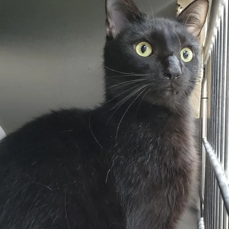 An adult medium-sized male Black Domestic Short Hair cat named Tommy Goblin for adoption in Grand Rapids, MI