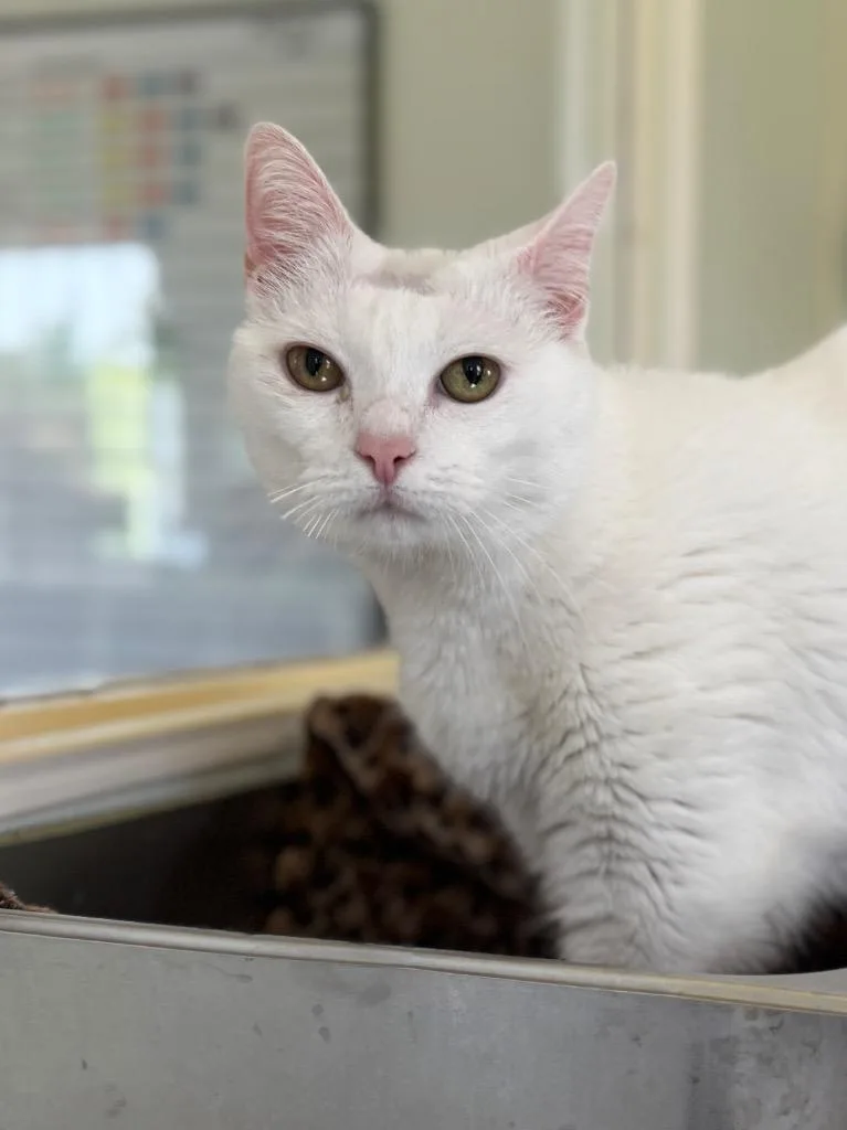 A senior medium-sized female Domestic Short Hair cat named Sophie for adoption in Cumberland, ME