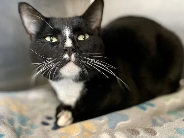 An adult small-sized male Domestic Short Hair cat named Woodward for adoption in Austin, TX