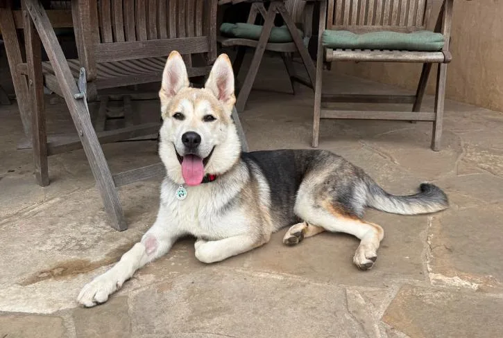 A young medium-sized male Tricolor (Brown, Black, & White) German Shepherd Dog dog named Juno for adoption in Los Angeles, CA