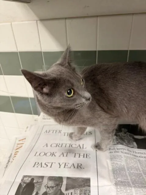 A young medium-sized female Domestic Short Hair cat named Rosie for adoption in Van Nuys, CA