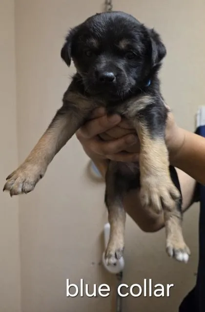 A baby small-sized female Shepherd dog named Blondie for adoption in Roseville, CA