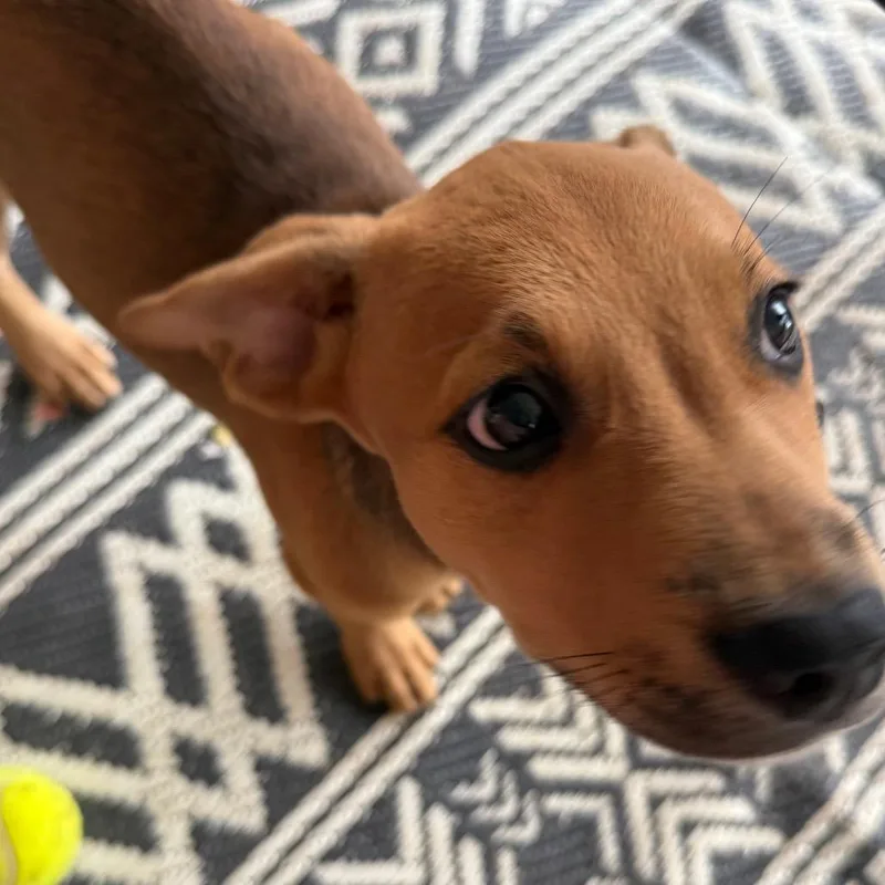 A baby small-sized male Yellow / Tan / Blond / Fawn Mixed Breed dog named Woody for adoption in Duncan, OK