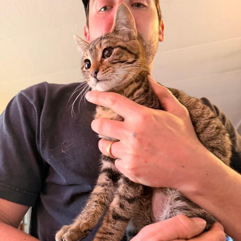 A baby medium-sized male Gray / Blue / Silver Domestic Short Hair cat named Arie for adoption in Coos Bay, OR