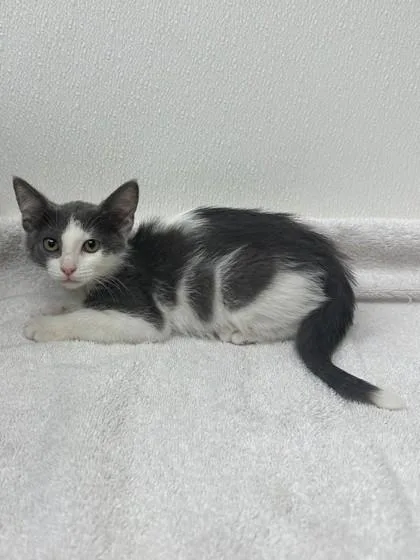 A young small-sized female Domestic Short Hair cat named Zuzu for adoption in Phoenix, AZ
