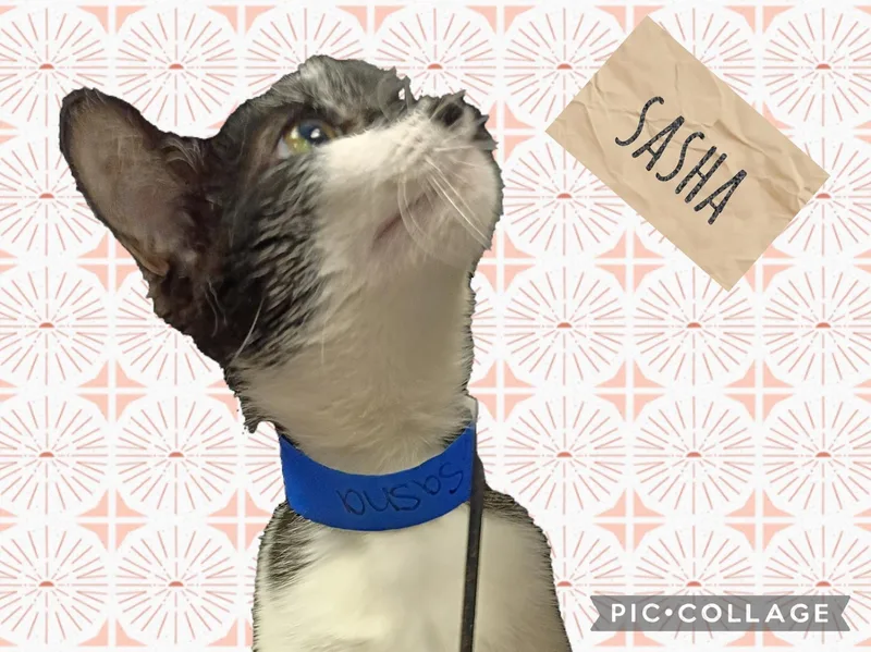 A young small-sized female Domestic Short Hair cat named Sasha for adoption in Muncie, IN